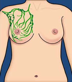 Lymph Nodes